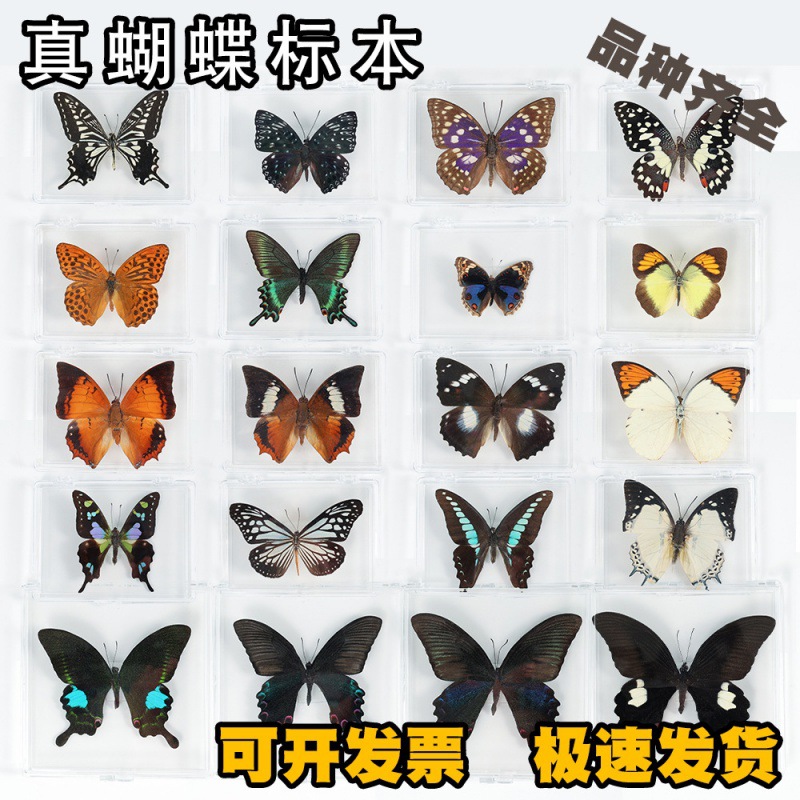 Настоящий образец бабочки, украшение, образец насекомого с крыльями, творческий подарок на день рождения для студентов, прозрачная коробка