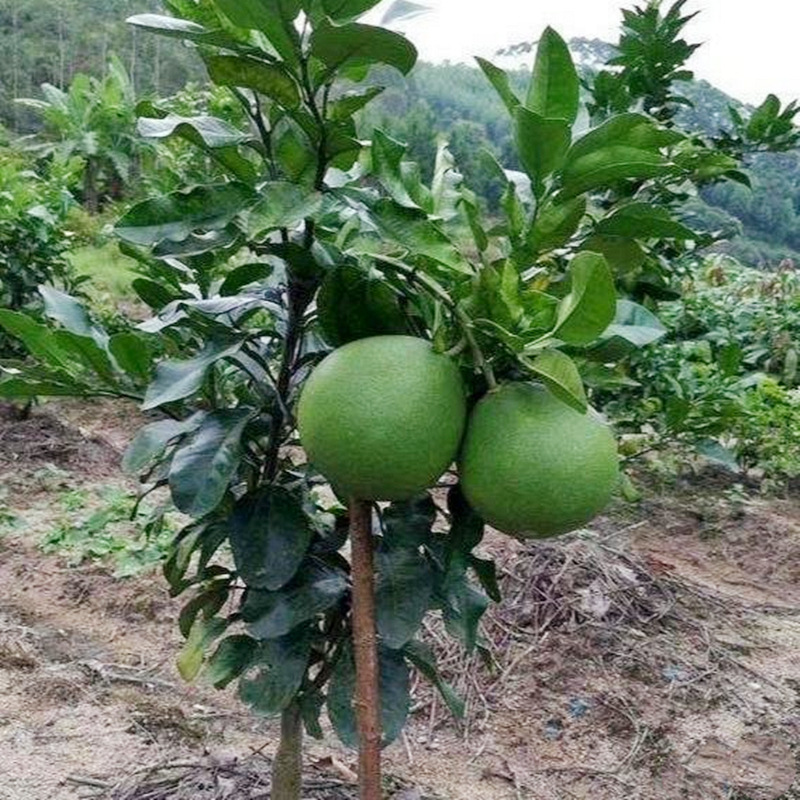 Thai Ruby ​​Green Pomelo Seedlings, Northern and Southern Courtyard Extra Large Fruit Tree Potted Grafted Pomelo Seedlings