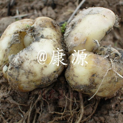 【Kangyuan】Wholesale Zhejiang Fritillaria (Lithospermum) Natural Color Slices 500g Price Large Slices Zhejiang Origin Direct Supply