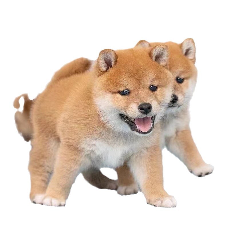 For Sale Shiba Inu Puppies Live Puppies Purebred Japanese Shiba Inu Bean Shiba Akita Dogs Small and Medium-Sized Domestic Pet Dogs