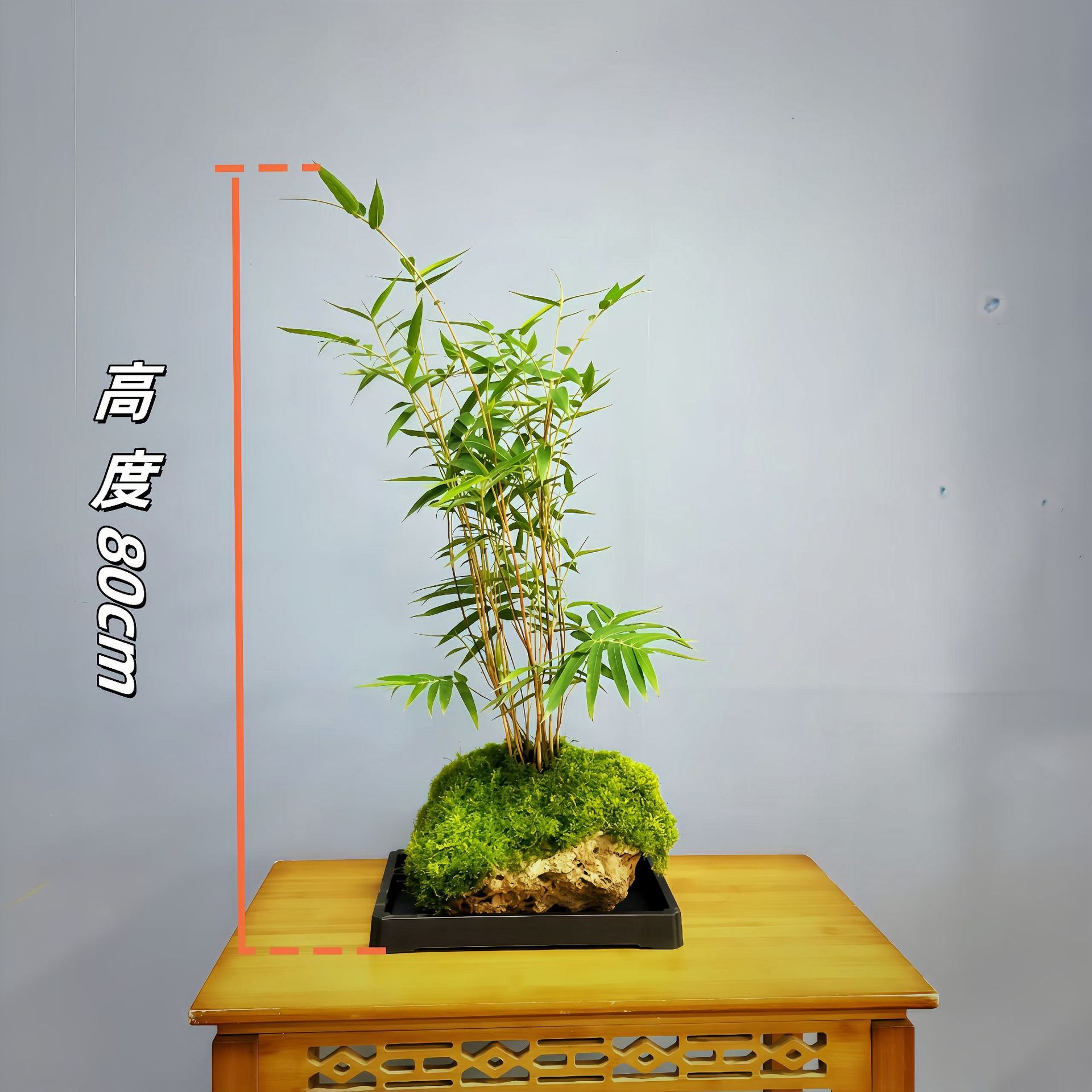 Absorbent Stone Red Bamboo with Original Stone Decoration for Landscaping Indoor Living Room B&B Four-Season Evergreen Plant Potted Base Straight Hair