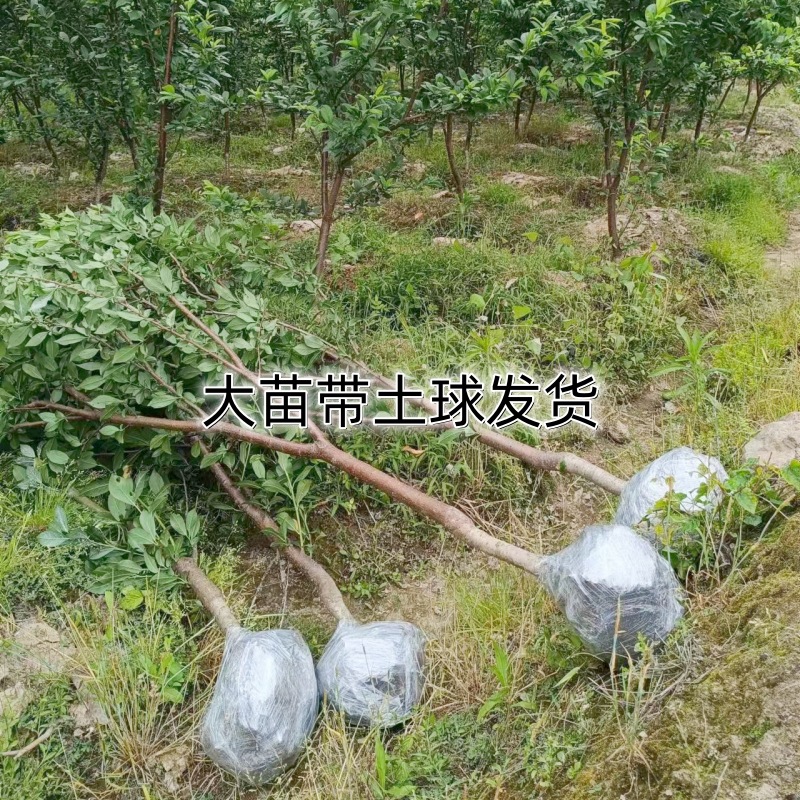 Dropshipping Golden Nectarine Grafted Seedlings Boneless Sweet Crisp Planting in Pots or Ground for Gardens in Both Northern and Southern Regions