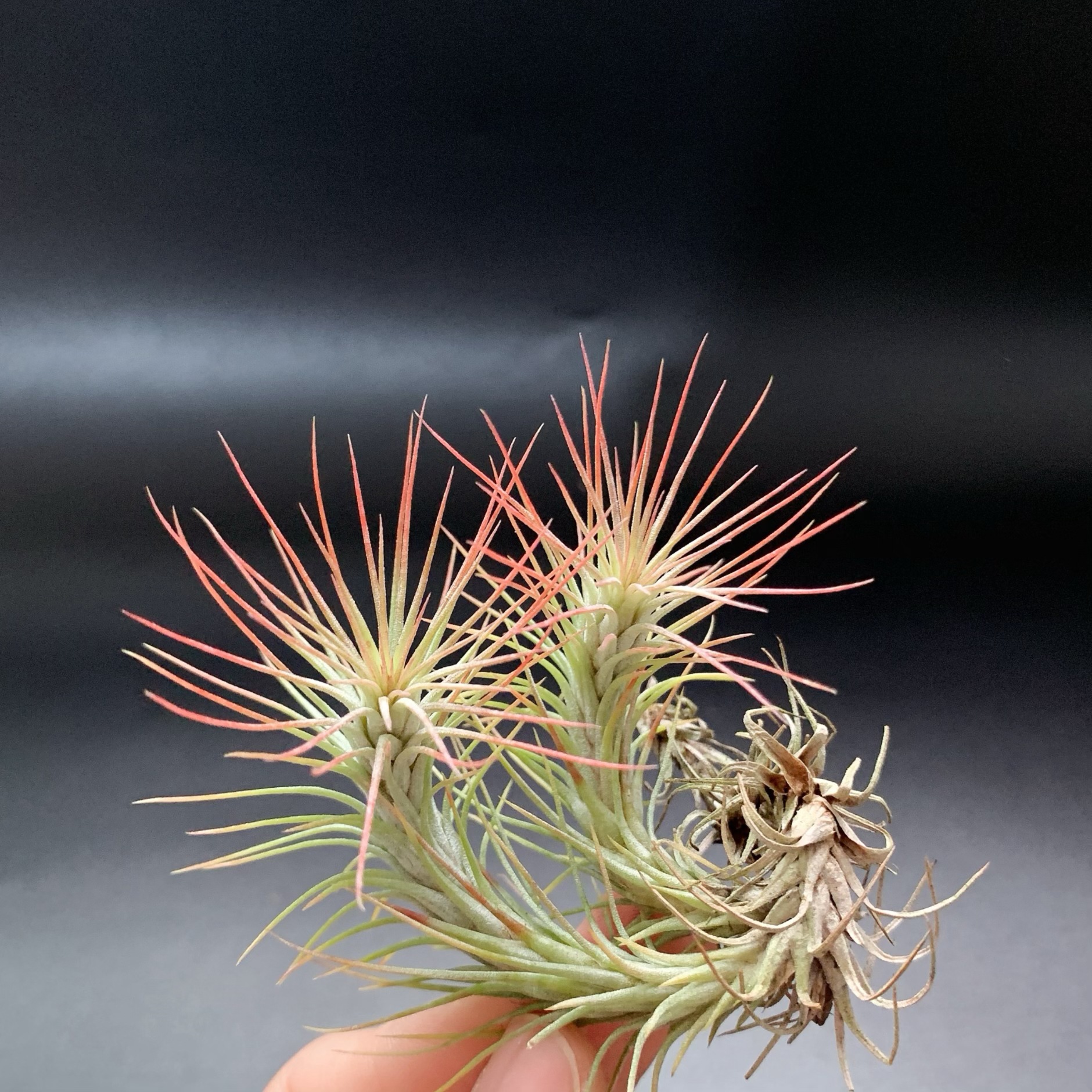 Little Fox Tail Manufacturer Direct Supply Base Delivery Air Pineapple Soilless Plant Lazy Novelty Plant