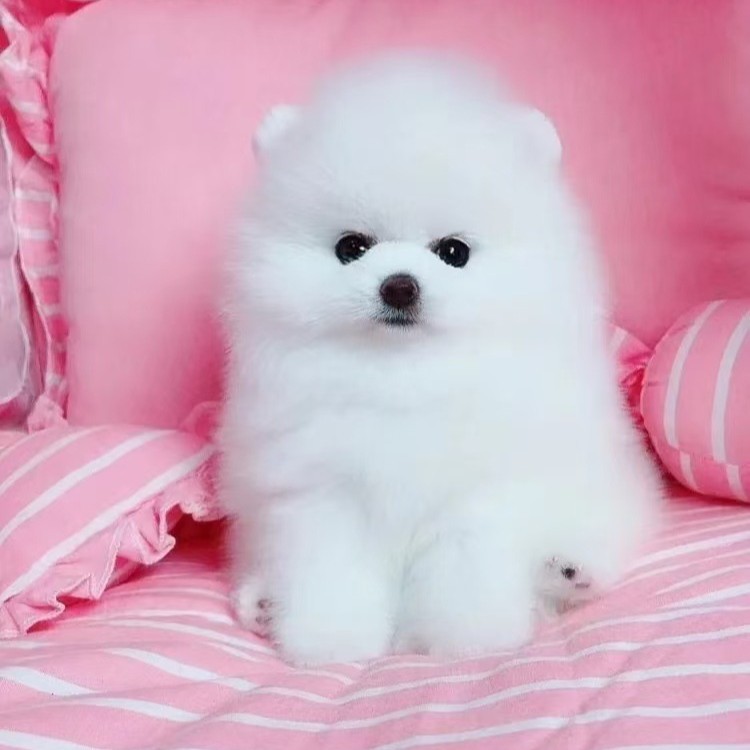 Spot Purebred Pomeranian Pet Puppies Grow up to Small Size Pomeranian Yellow and White Puppies Teacup Dog Pet Dogs