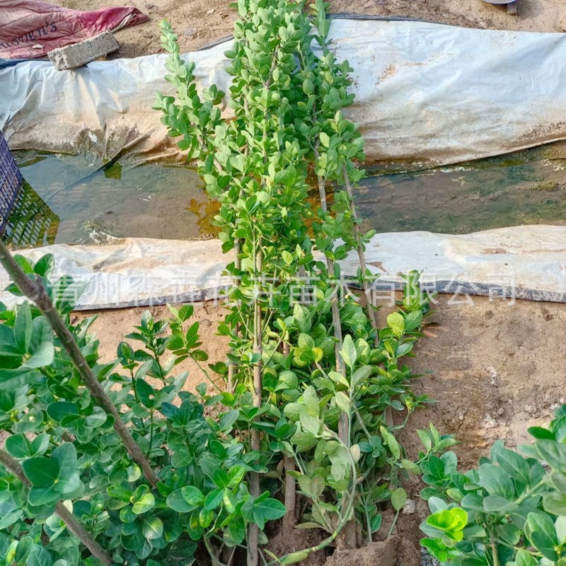 Holly Saplings, Hokkaido Boxwood, Cold-Resistant Evergreen Hokkaido Holly, Courtyard Fence, Hokkaido Boxwood