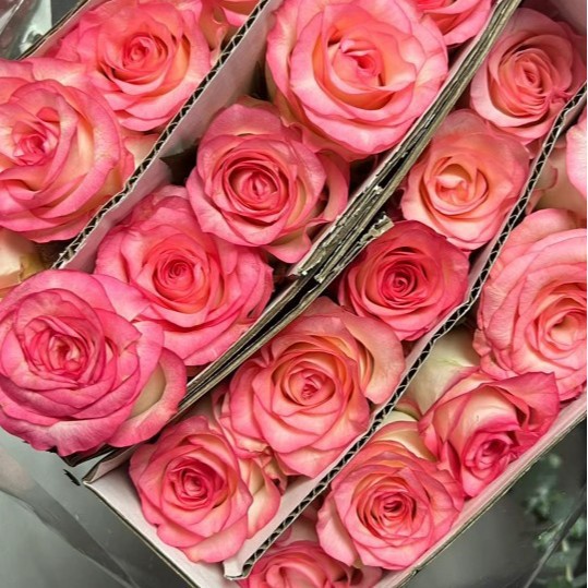 Freshly Picked Flowers from Yunnan, Direct Delivery Roses Wholesale for Home Use, Flower Shop Group Purchase, Bouquets for Stalls, Wedding Celebrations, Single Heads