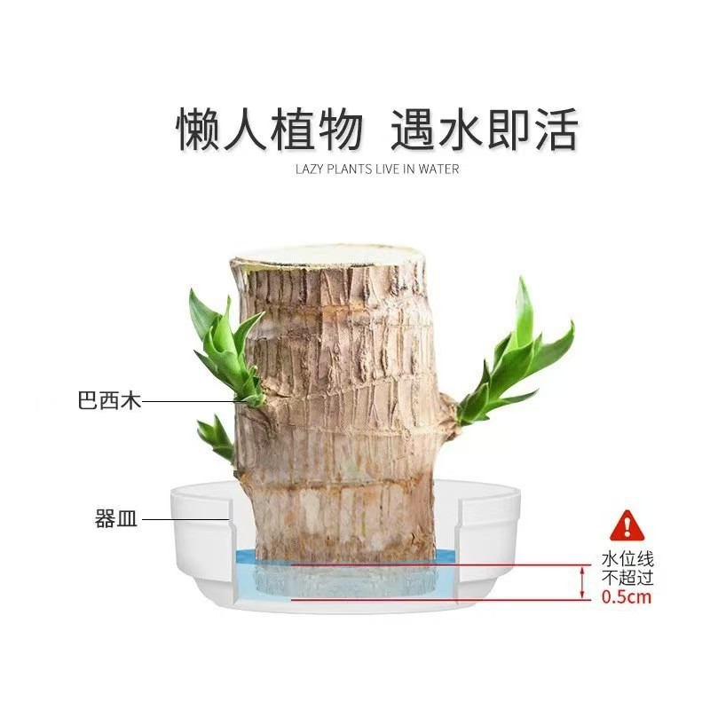 Brazilian Wood Lucky Wood Hydroponic with Buds Groot Indoor Desktop Lazy People Easy to Grow Potted Plants