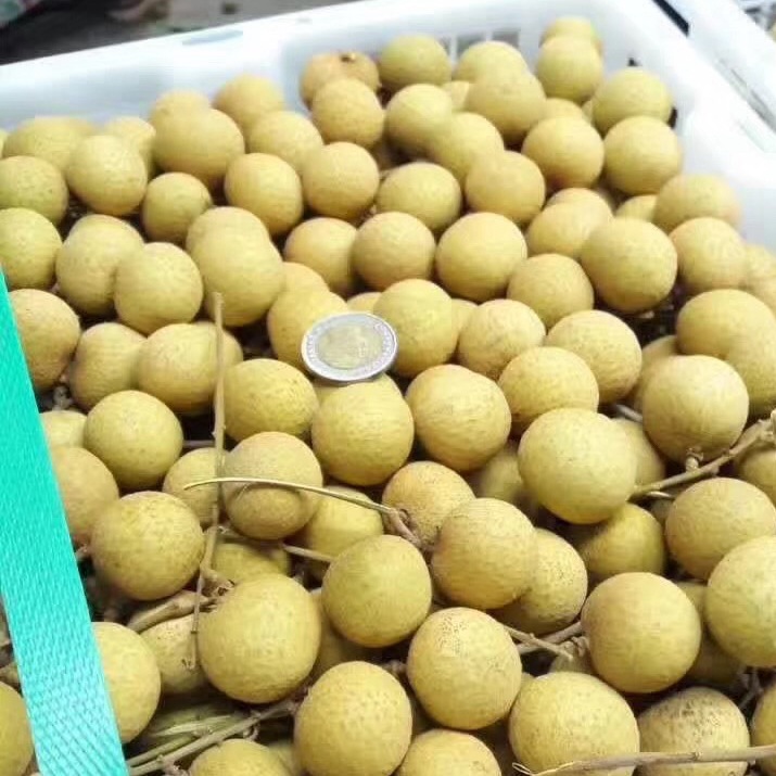 Fresh Imported Thai Longan Tropical Fruit for Pregnant Women, Small, Thin-Skinned, Seedless, Branch-Free Fresh Fruit