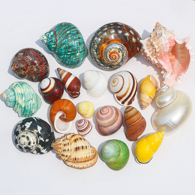 Wholesale conch shell fish tank landscaping all kinds of hermit crab shellfish replacement shell aquarium decorative ornaments snail shell