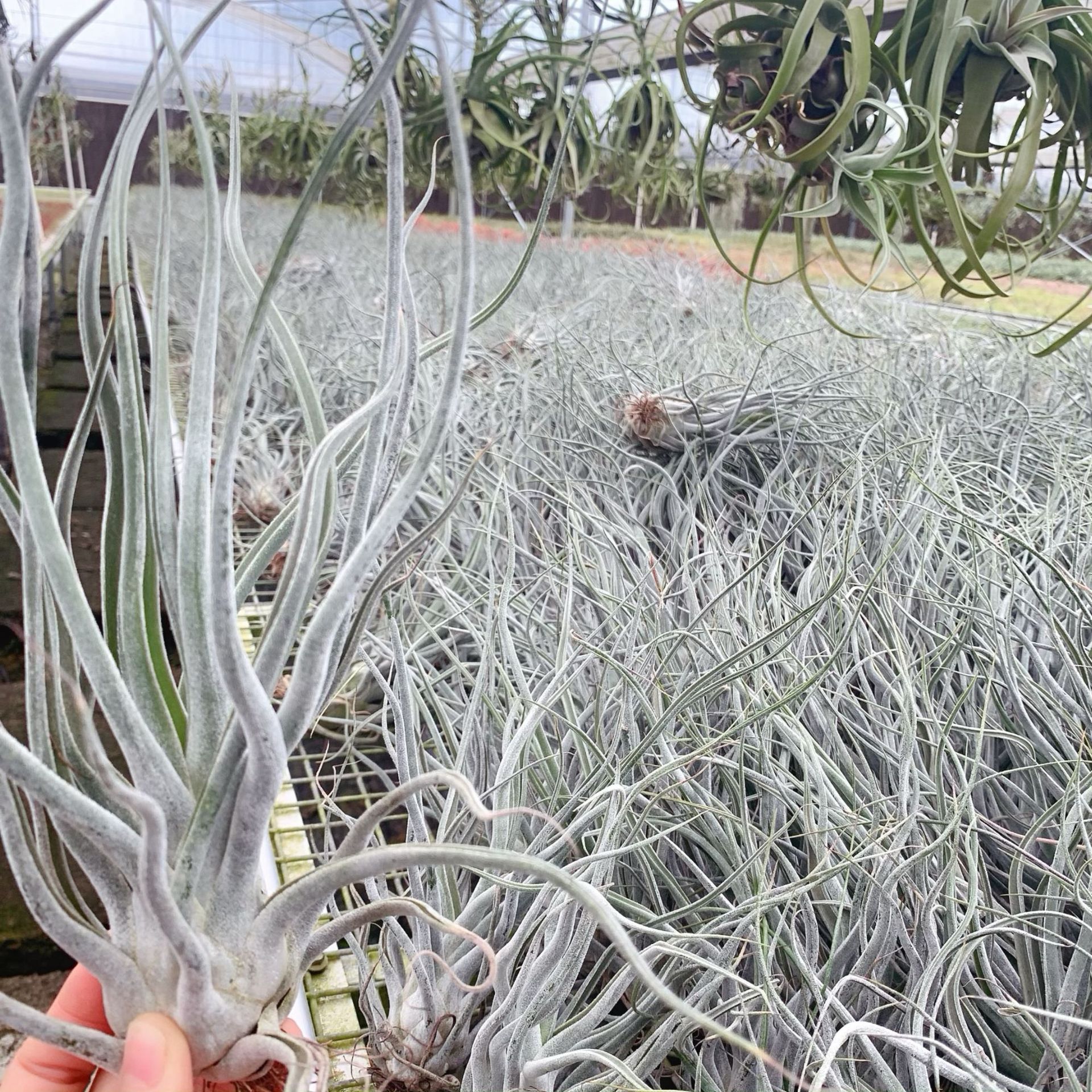 T.ehlersiana puffer fish factory wholesale base straight hair air pineapple soilless plant lazy green plant