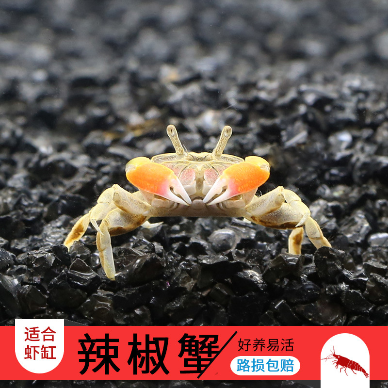 Mini chili crab ornamental fish ornamental crab grass tank crab freshwater crab can be mixed with fish and shrimp benthic crab to eat bath
