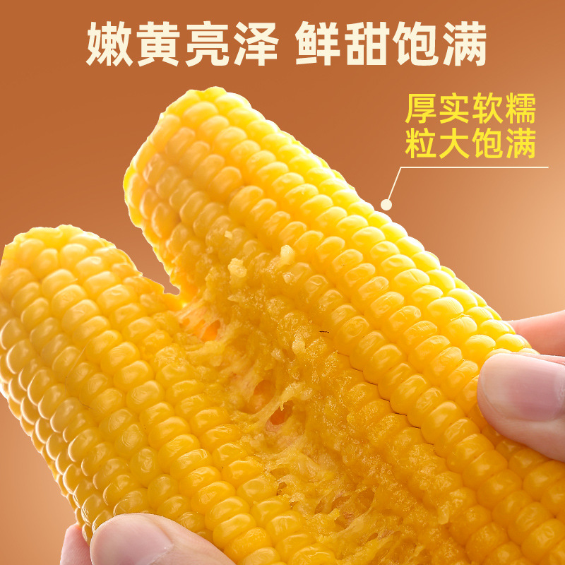 Northeastern Cornmeal, Good Quality, New Glutinous Corn Cobs, Sweet Glutinous Corn, Vacuum Packaging, Direct from Manufacturer, Not Ready to Eat
