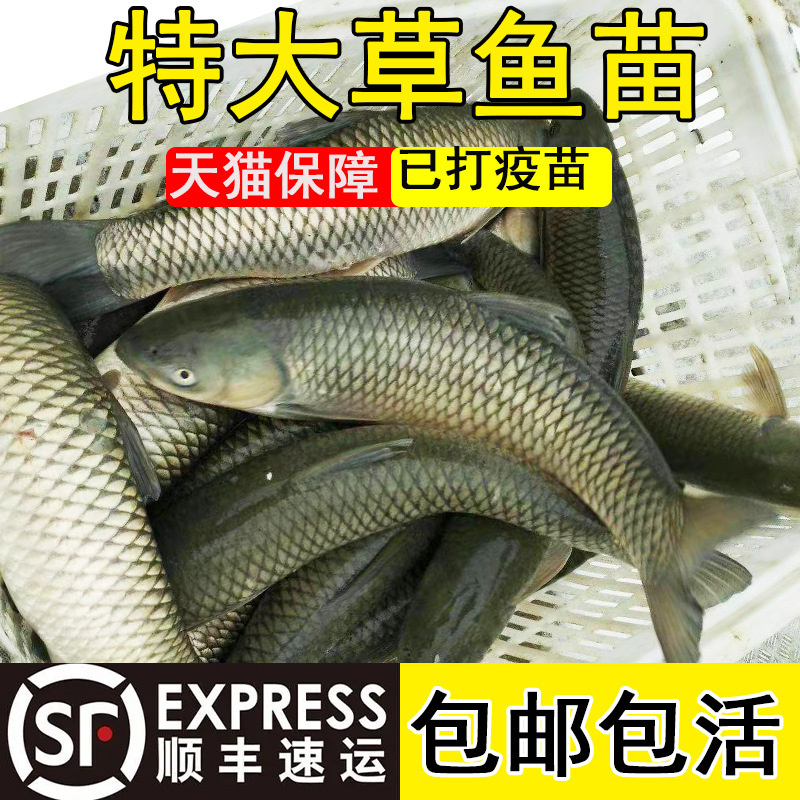 Extra Large Grass Carp Fry, Grass Carp Food, Mosquito Grass Carp Fry, Live Fish Fry, Freshwater Aquaculture Edible Four Major Fish Fry Wholesale