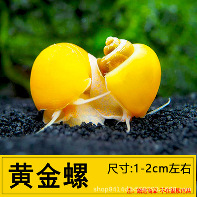 Золотая улитка, декоративная, загадочная улитка, раковина, золотая кроличья улитка, живая, пресная, очистка, инструмент для удаления водорослей