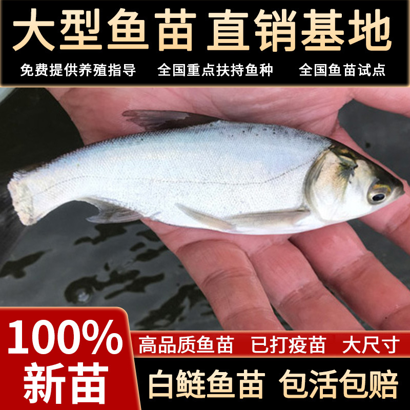 Белый серебристый карп мальки прыгающий серебристый карп и толстолобик водный серебристый карп белый лотос декоративные рыбы мальки живые мелкие мальки пресноводные съедобные культивируемые холодноводные