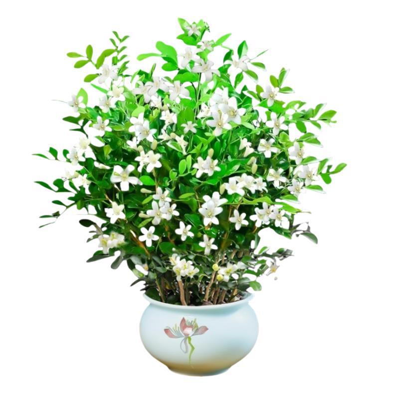 Fragrant Mosquito Repellent Jiumu Xiang Potted Flowers Indoor and Outdoor Mosquito Repellent Plants Saplings Jasmine Old Stump Bonsai Green Plants