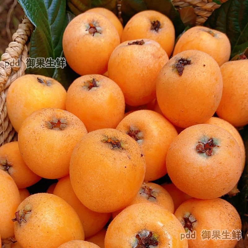 Yunnan Mengzi Loquat Fresh Net Weight for Pregnant Women, Large Fruits in Season, Freshly Picked and Shipped