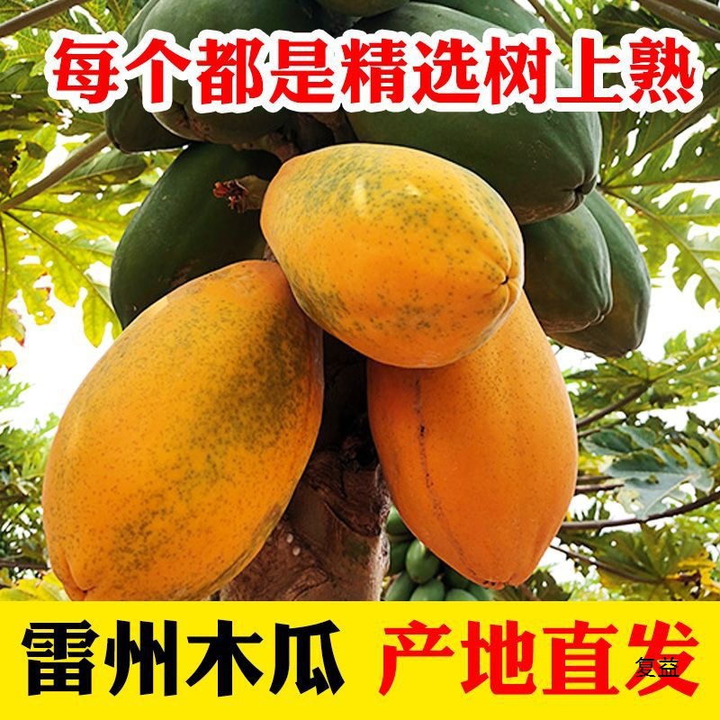 Red Heart Papaya Tree Ripe Leizhou Rock Sugar Fresh Fruit Freshly Picked Free Shipping Direct from the Place of Origin Free Shipping