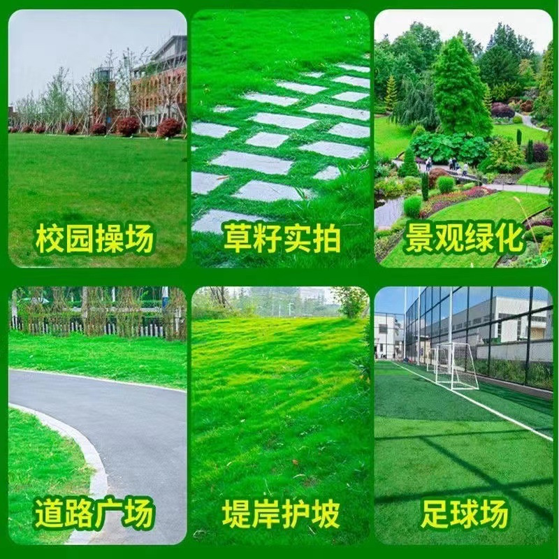 Lawn Grass Seed Slope Protection Bermudagrass Manila Evergreen Courtyard Carpet Turf Greening Ryegrass Seed Larvae
