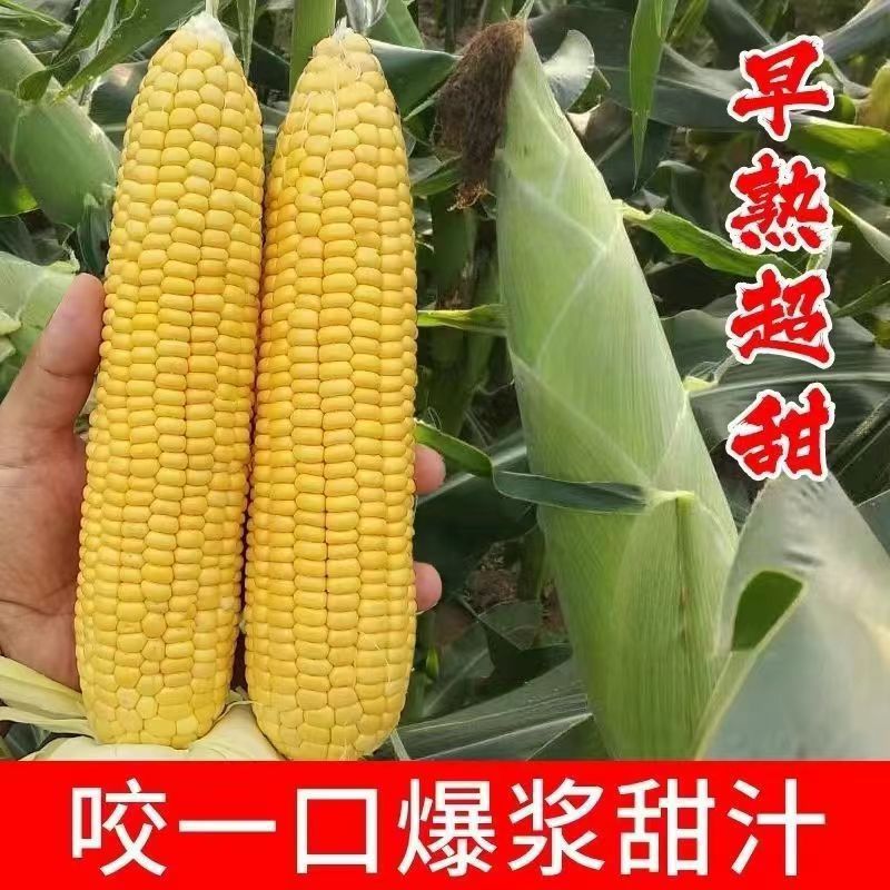 Guangdong Sweet No. 29 Fruit Corn Seeds, Early Maturing, High Yield, Super Sweet, Raw Eating, Extra Large Corn Seeds, Four-Season Vegetable Seeds