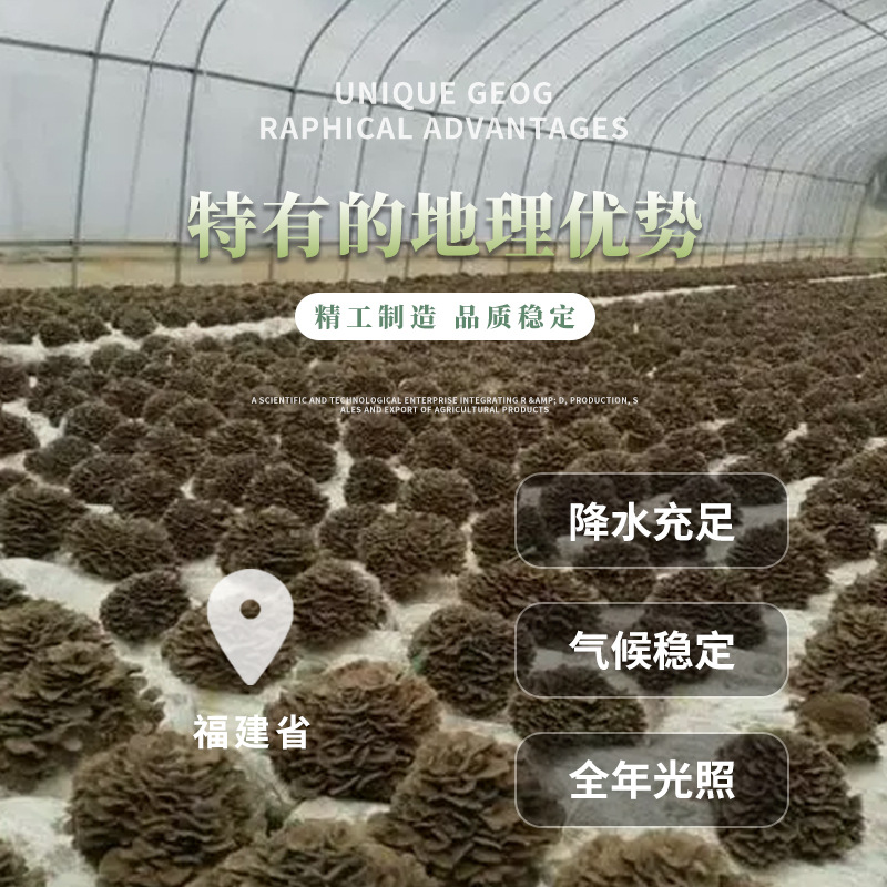 [Guxi] dried products ash tree flower maitake boiled maitake various specifications export products restaurant ingredients