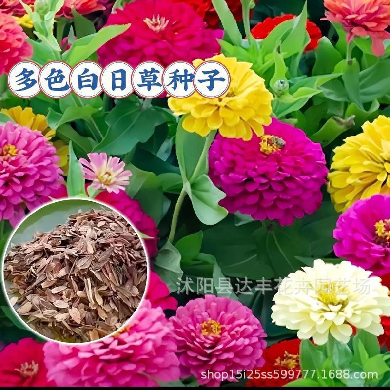 [E-commerce Explosions] Factory Wholesale Flower Seeds Various Flower Seeds Sowing Potted Balcony Garden Flower Seeds in Four Seasons