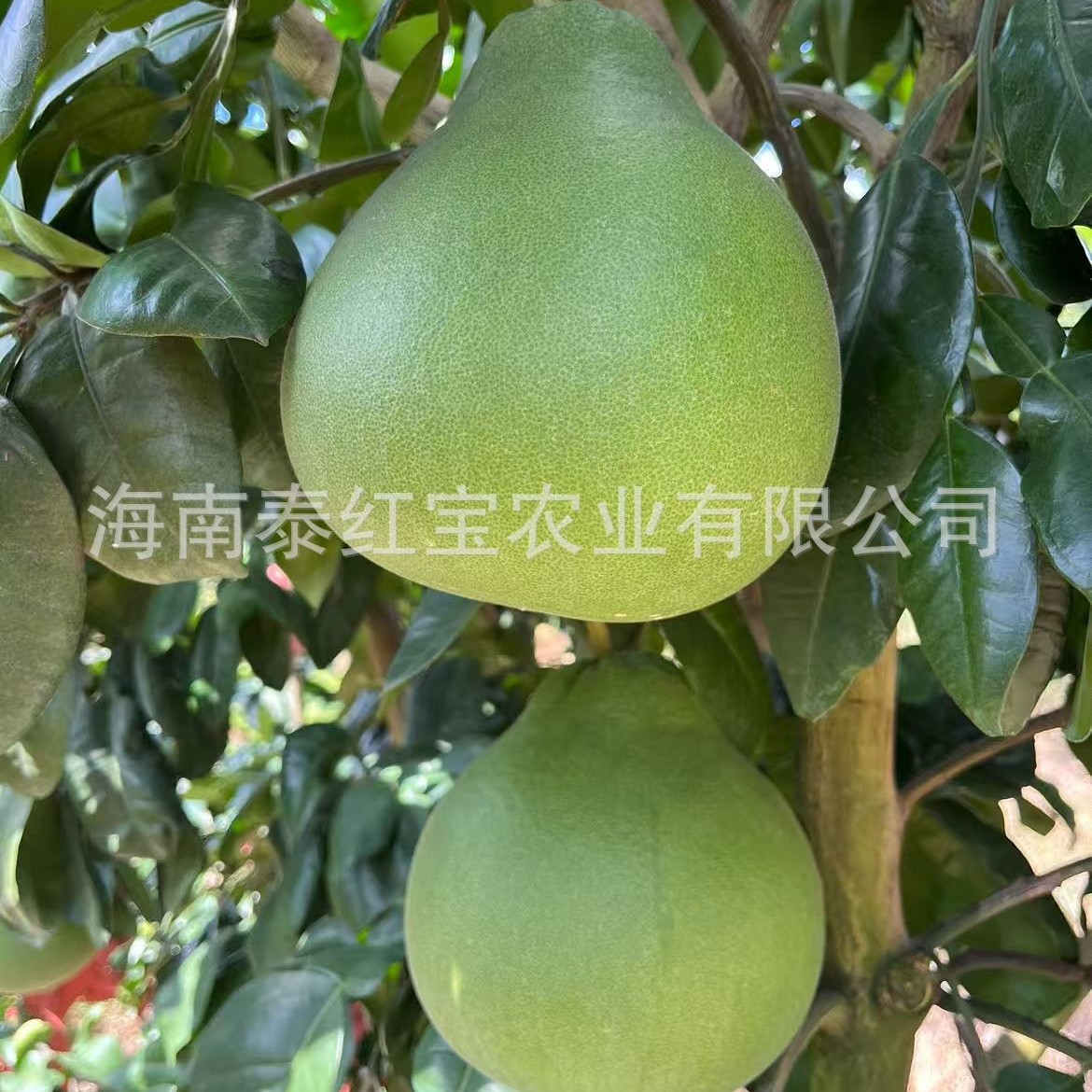 Fresh Thai Ruby Pomelo in Stock, Tropical Vitamin C Low-Sugar Fruit, Red Pomelo, Honey Pomelo Wholesale