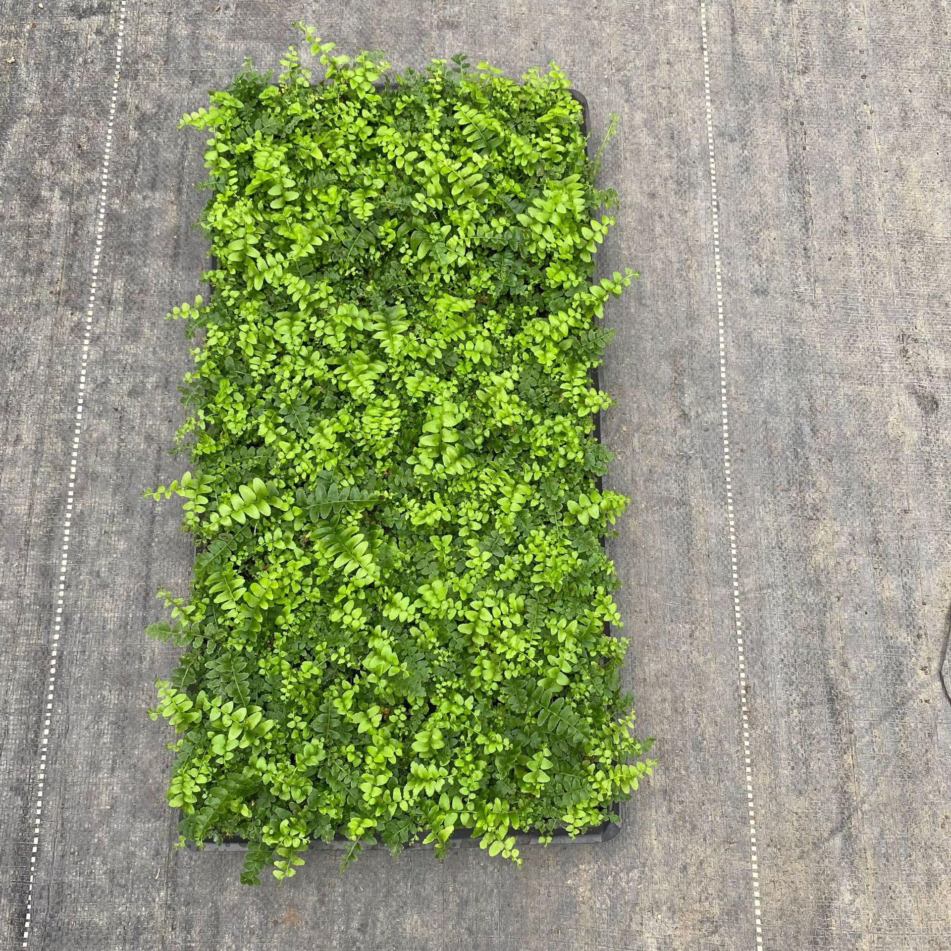 The Manufacturer Supplies a Large Number of Indoor Ornamental Ferns, Boston Fern Tissue Culture Micro-Landscape Small Potted Foliage Seedlings Wholesale