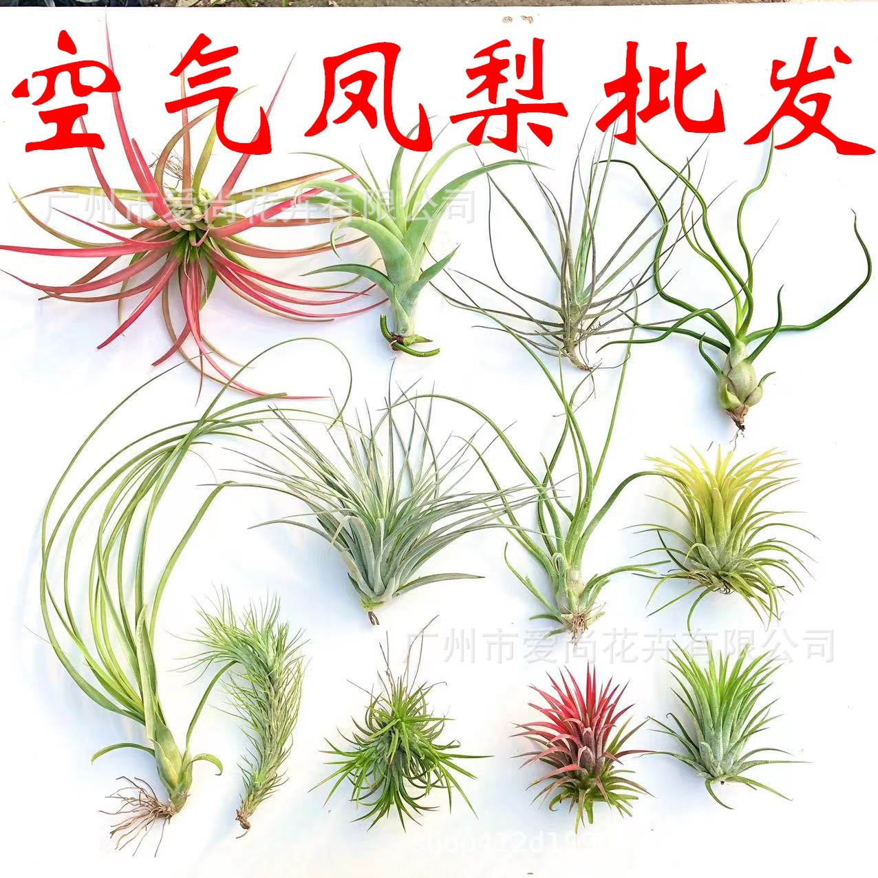 Воздухопроницаемый ананас, оптовая продажа, базовые прямые волосы, безземельное выращивание, уснея бороды старика, орхидея, легкое в уходе