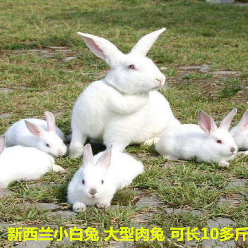 Rabbit Live Animal Meat Rabbit Optional Pair of Pet Rabbits Domestic Rabbit Live Seedlings Belgian White Rabbits Domestic Rabbits