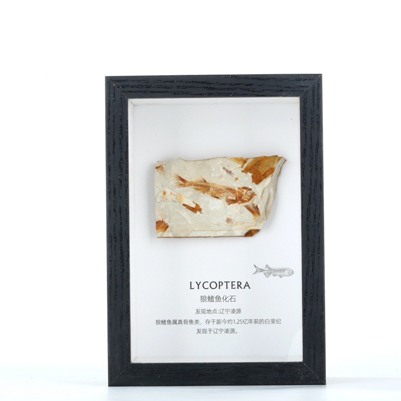 Trilobite fossil Wolf fin fish teeth chrysanthemum fossil ancient biological specimen original stone table popular science collection gift