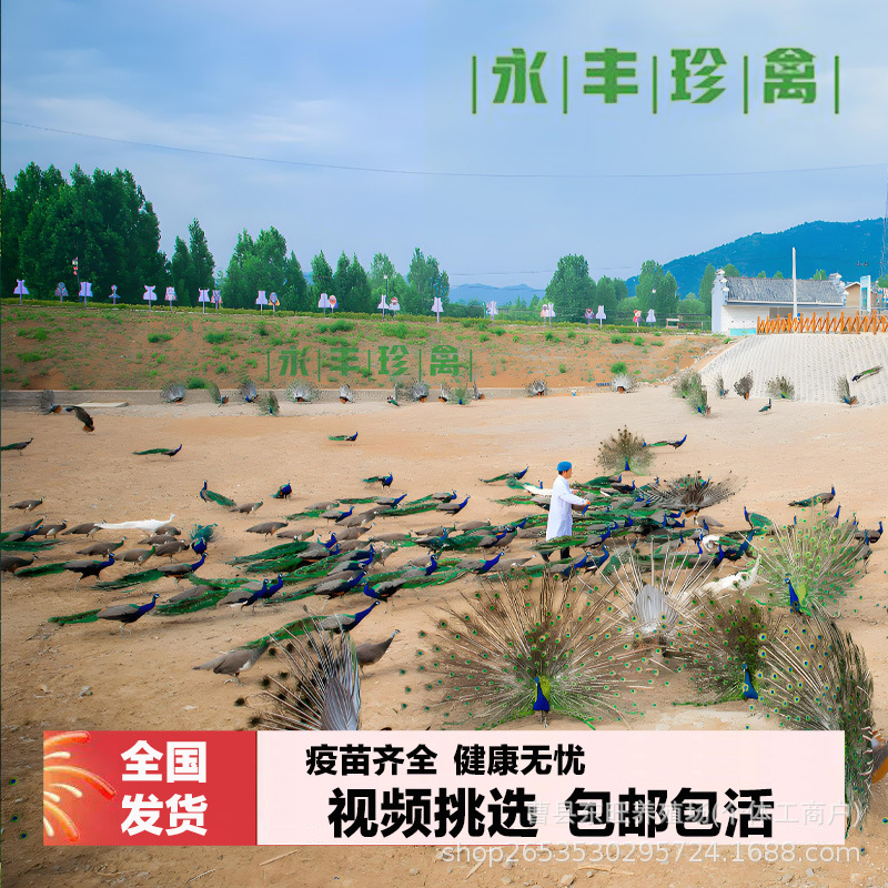 Где купить голубого павлина с расправленными крыльями? Цена на живых павлинов.