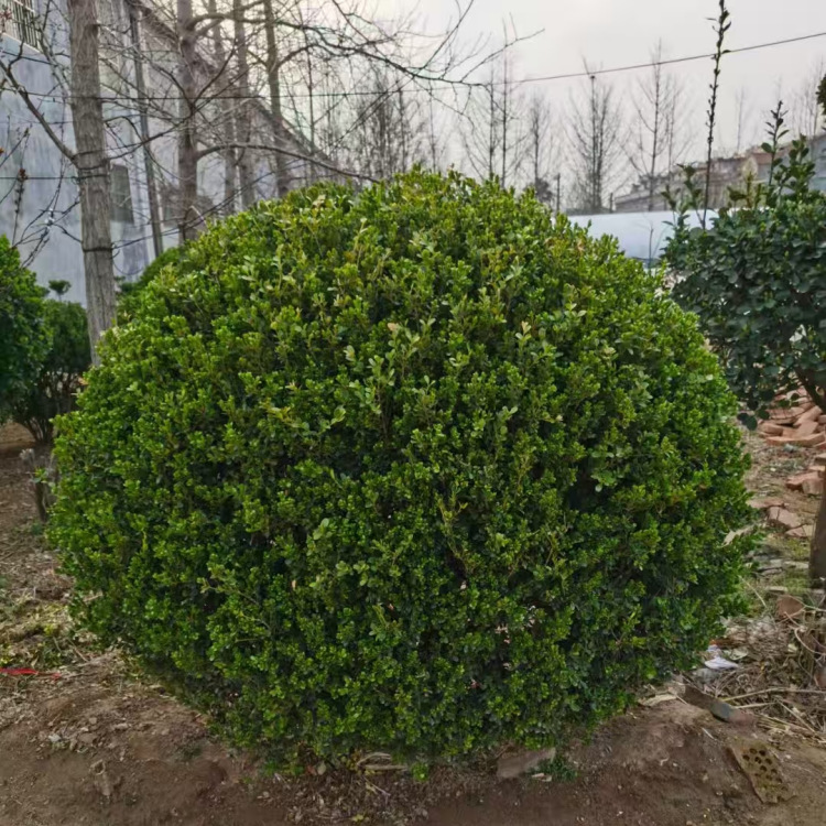 Small Leaf Boxwood Seedlings, Melon Seed Boxwood Seedlings, French Holly Seedlings, Golden-Edged Boxwood Courtyard Hedge Saplings, Large Leaf Boxwood