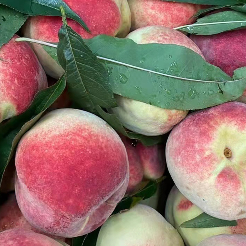 Shandong Qingzhou Peaches 2.5kg Fresh Crisp Sweet Hard Peaches for Pregnant Women Seasonal Green Peaches Non-Peaches