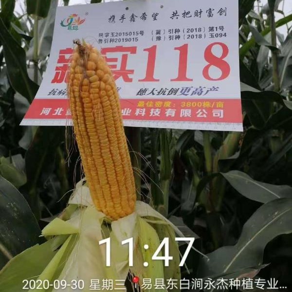 Синьши 118 семена кукурузы гибридные семена кукурузы оптовая продажа общие сельскохозяйственные гибридные семена