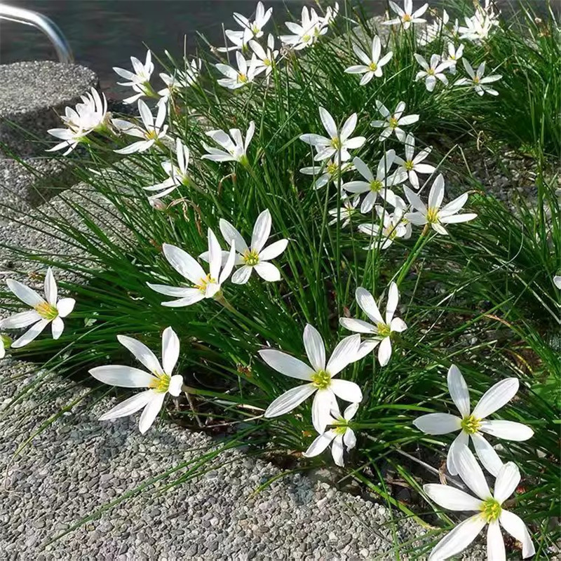 Onion Orchid Seedling Base Wholesale Courtyard Road Project Greening Bulb Florals White Flower Onion Orchid Seedlings Outdoor Florals