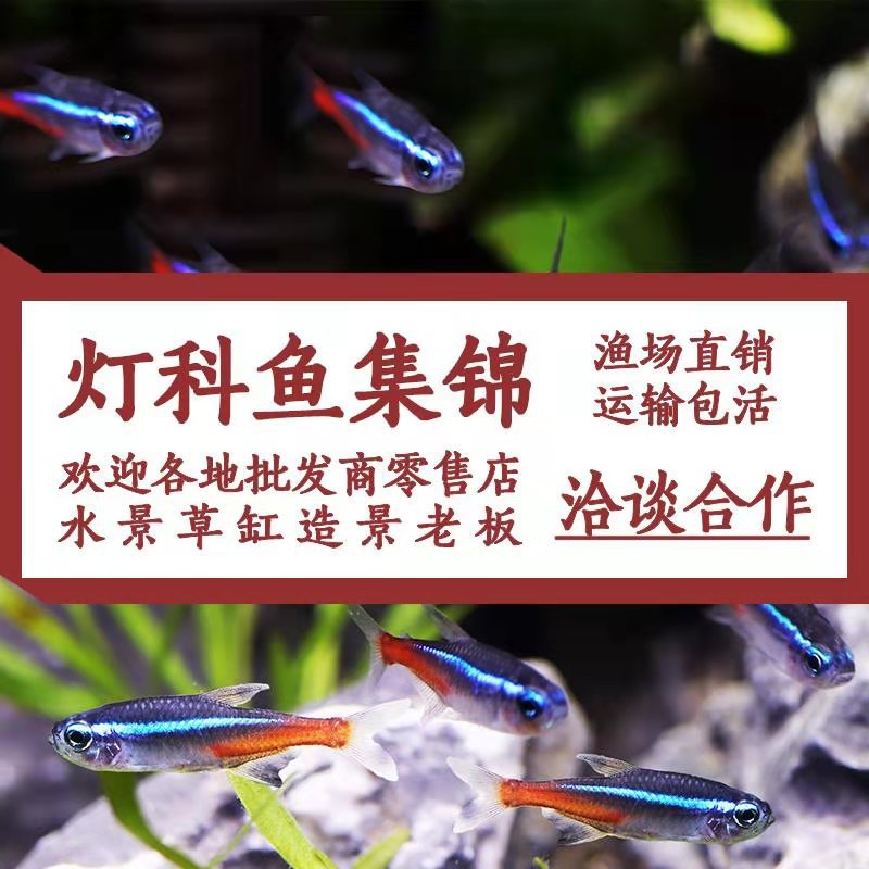 Mouse Fish Cleaner Algae Remover Special-Shaped Tool Fish Cleaner Fish Excrement Bottom Fish Small Freshwater Tropical Fish Wholesale