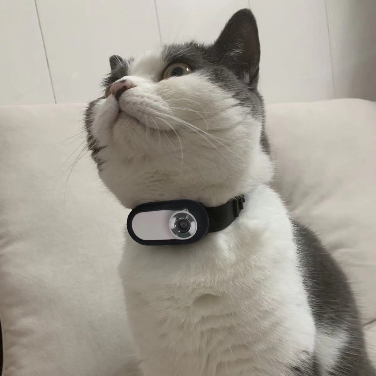 Pet Recorder Cat and Dog Perspective Camera Sports Camera Chest Collar Hanging Neck Camera Video Recorder