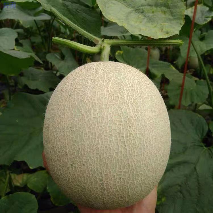 Shandong Cantaloupe Fresh Fruit Xizhou Honey Melon Whole Piece Free Shipping Xizhou Honey One Piece Drop Shipping