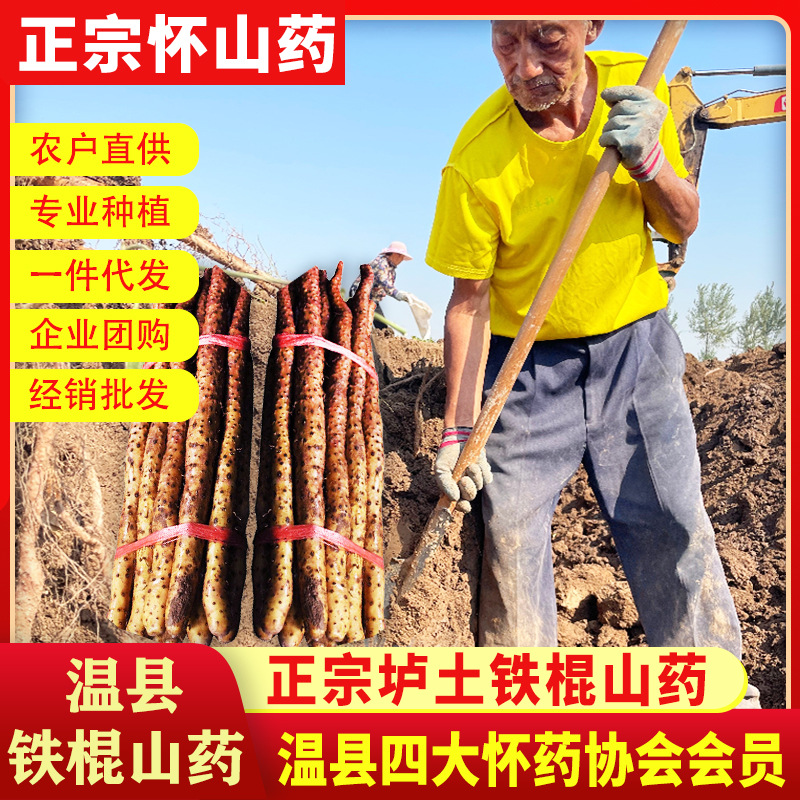 Свежий и аутентичный ямс из Вэньсяня, 2.5 кг, оптовая доставка из Хенань Цзяоцю