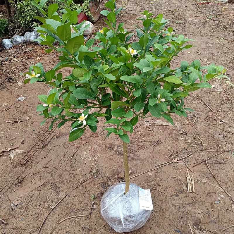 Dropshipping Tahitian Seedless Lemon Saplings, Green Plants, Potted Plants, Courtyard Green Lemon Saplings, Edible Plants