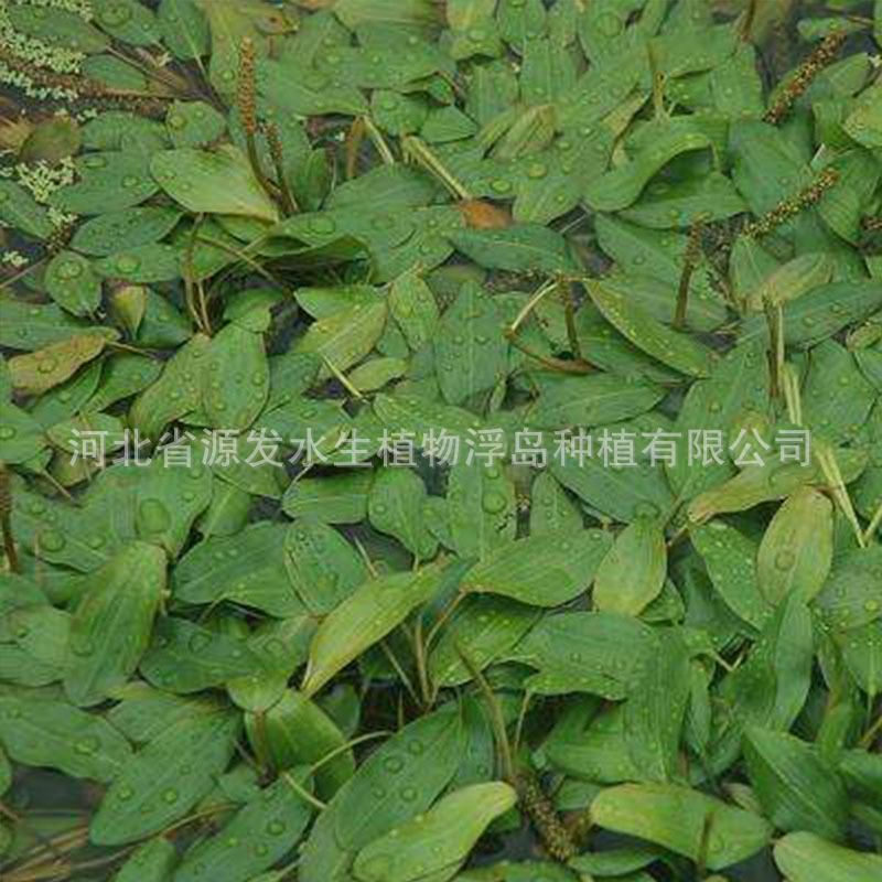 Wholesale Aquatic Plants, Water Hyacinth, Floating Plants, Water Purification, Water Hyacinth, Various Aquatic Plants
