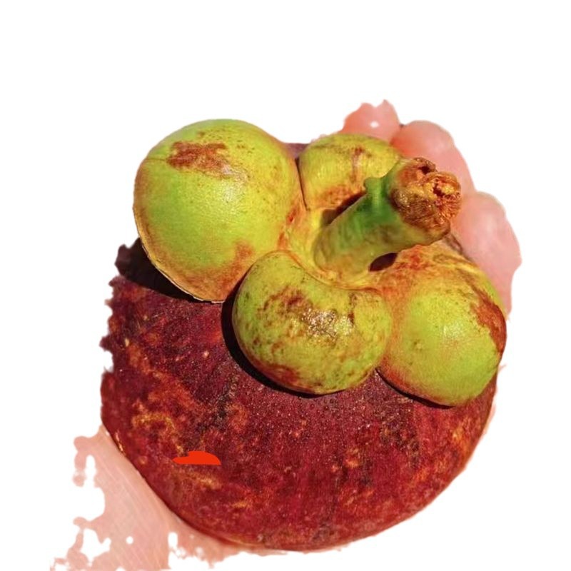 [Sf Express] Authentic Thai Mangosteen, Fresh Large Fruits in Season, Suitable for Pregnant Women, 4A//6A Whole Box with Free Shipping