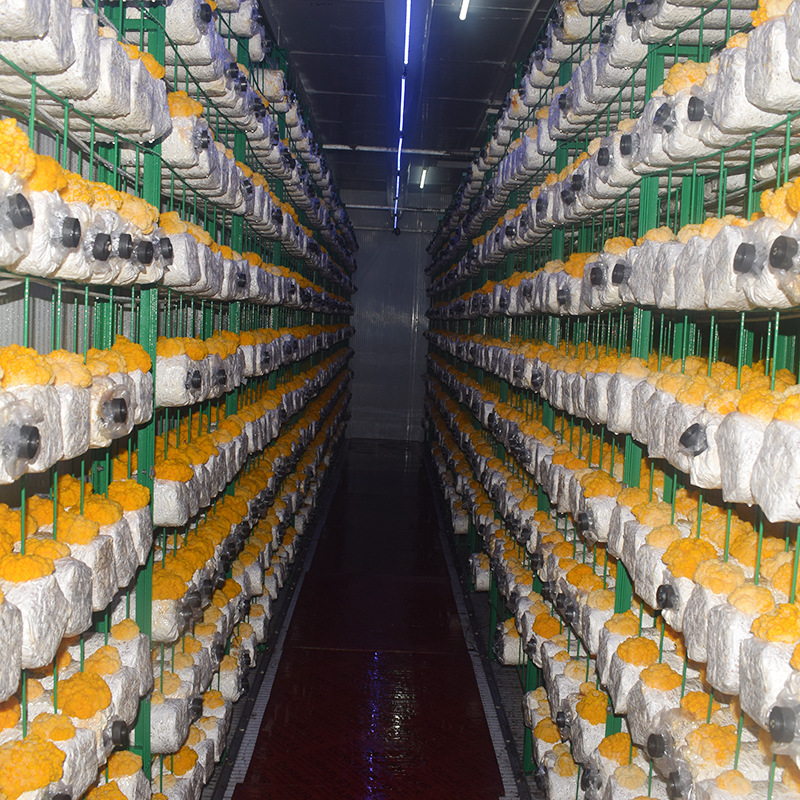 Golden Ear Fungus Packages Are Available for Immediate Supply and Processing. Golden Ear Fungus Spawn Produces Mushrooms Evenly. Wholesale Is Available