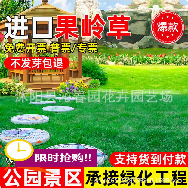 Семена газона, вечнозелёные для защиты склона, бермудская трава, семена ковровой травы для двора, озеленение манильского райграса