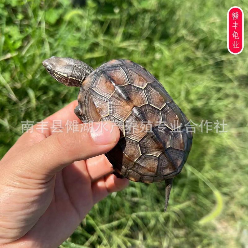 Tortoise wholesale Chinese turtle golden line turtle live release size tortoise seedlings live pet turtle Longevity Turtle