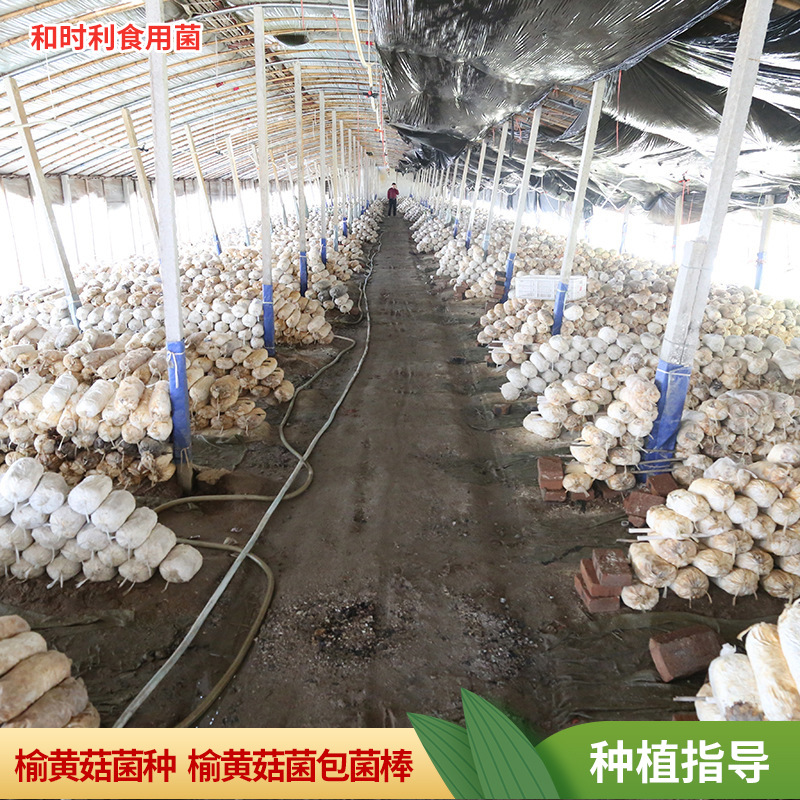 Wholesale 3kg Packs of Elm Yellow Mushroom Spawn Packs Elm Yellow Mushroom Spawn Planting Packs for Families to Grow Their Own Elm Yellow Mushroom Spawn Packs