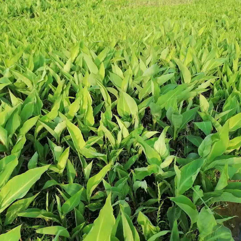 Canna Yellow Pink Flower Canna Supply Wetland Landscaping Project Courtyard Greening Aquatic Plants Wholesale