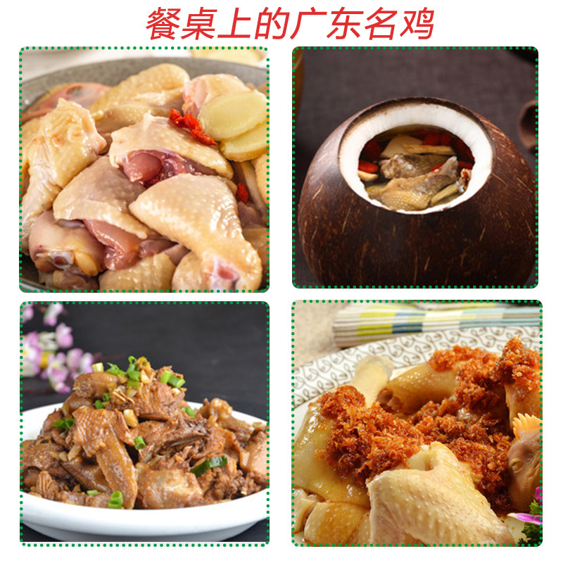 138 Qingyuan Chicken Authentic Guangdong Qingyuan Chicken Source Direct Supply Qingyuan Origin Qingyuan Chicken Qingyuan Native Chicken Hen