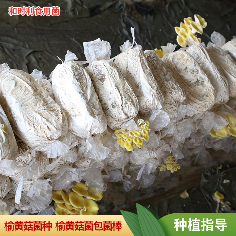 Wholesale 3kg Packs of Elm Yellow Mushroom Spawn Packs Elm Yellow Mushroom Spawn Planting Packs for Families to Grow Their Own Elm Yellow Mushroom Spawn Packs